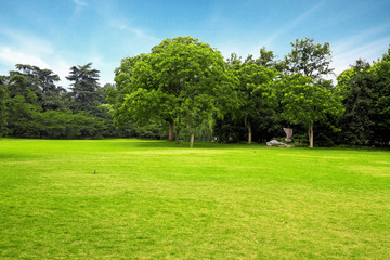 Meadow with green grass and trees under blue sky .