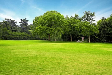 Foto op Plexiglas Meadow with green grass and trees under blue sky . © zhu difeng