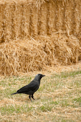 avian rook and straw bales