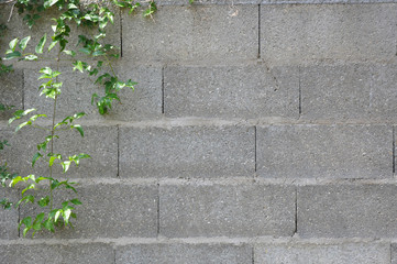 Mur fleuri