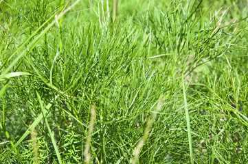 green grass