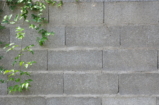 Mur fleuri