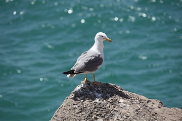 Möwe