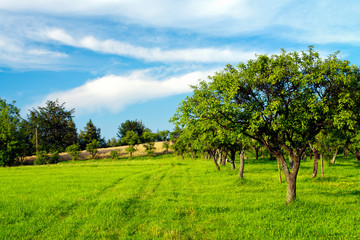 Fototapeta na wymiar Apple orchard on blue sky