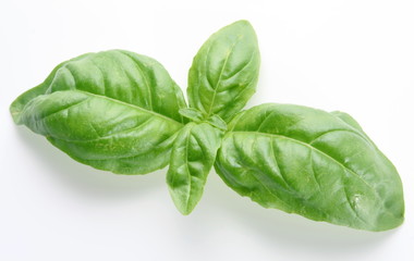 Leaves of basil on a white background