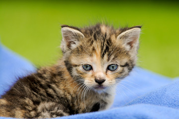 Katzenkind auf Decke