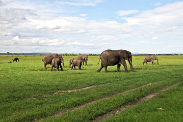 Obraz premium parco Nazionale Masai Mara