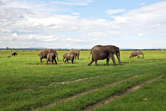 parco Nazionale Masai Mara