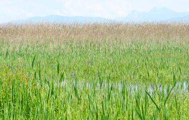 Naturlandschaft am See - Nature at Lake