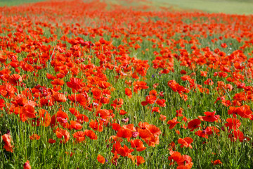 beautiful poppy field in a sun canicular day