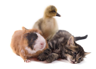 les trois amis - le chaton, le cobaye et la jeune oie