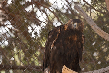 Golden Eagle