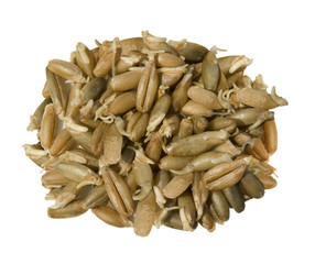 The sprouted grains of wheat on a white background