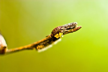 insect
