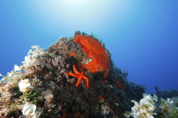 Fototapeta na wymiar stella marina rossa