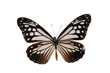 A  butterfly isolated on white background