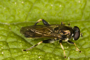 Hoverfly on leaf