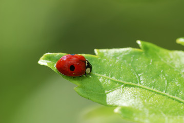 Ladybug