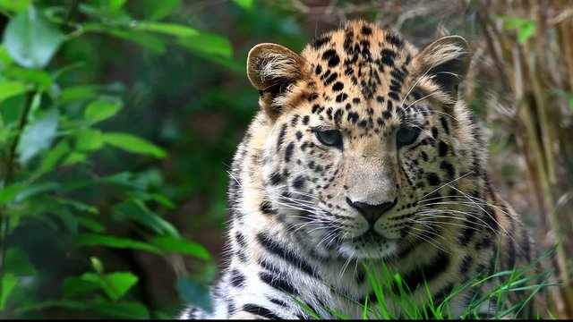 armurleopard