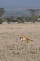Lioness (Panthera leo) at Samburu National Reserve, Kenya