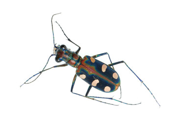 tiger beetle bug insect