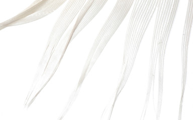 Fototapeta na wymiar white bird feather macro abstract background