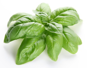Leaves of basil on a white background