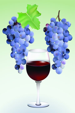 Vector grapes and wine.