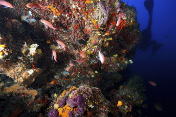 Fototapeta na wymiar corallo