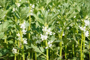 Feld mit  Ackerbohnen