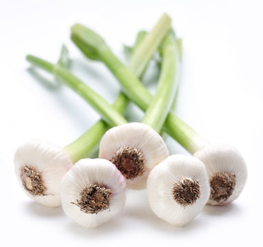 young garlic