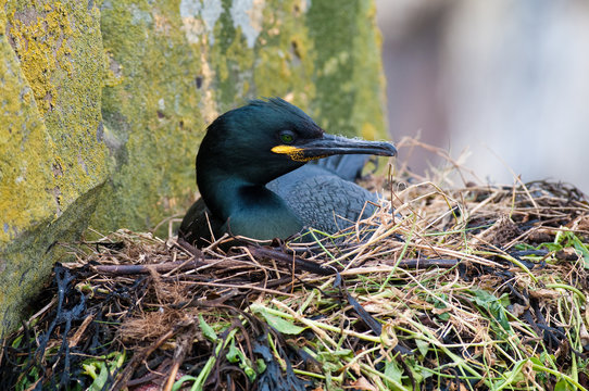 Shag close-up sitting on nest