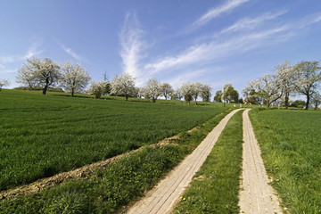 Kirschbaumbl&uuml;te in Hagen, Osnabr&uuml;cker Land, Deutschland