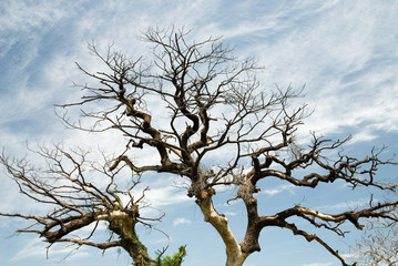 branch of tree