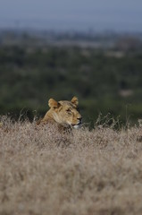 Lioness (Panthera leo) at Samburu National Reserve, Kenya