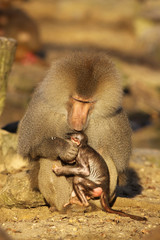 Male baboon with baby animal