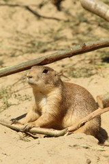 Prairie dog