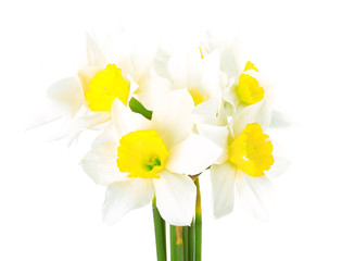 Fototapeta premium White narcissus