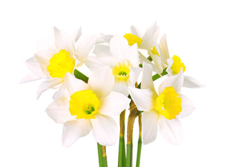 White narcissus