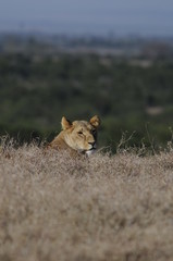 Lioness (Panthera leo) at Samburu National Reserve, Kenya