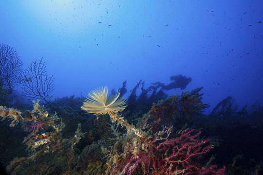 gorgonie rosse