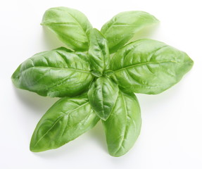 Leaves of basil on a white background