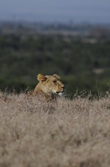 Lioness (Panthera leo) at Samburu National Reserve, Kenya