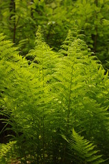 Paprocie © bnorbert3