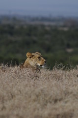 Lioness (Panthera leo) at Samburu National Reserve, Kenya