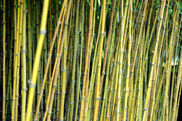 Bamboo jungle - Monte Palace botanical garden, Monte, Madeira