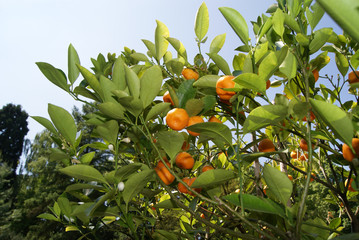 Orangenbaum © phil12