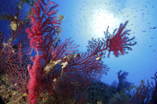 gorgonie rosse