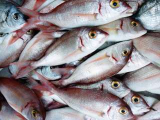 fresh red snapers at the local market