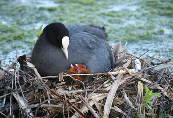 A Mother Coot Bird with Two Chicks on the Nest.